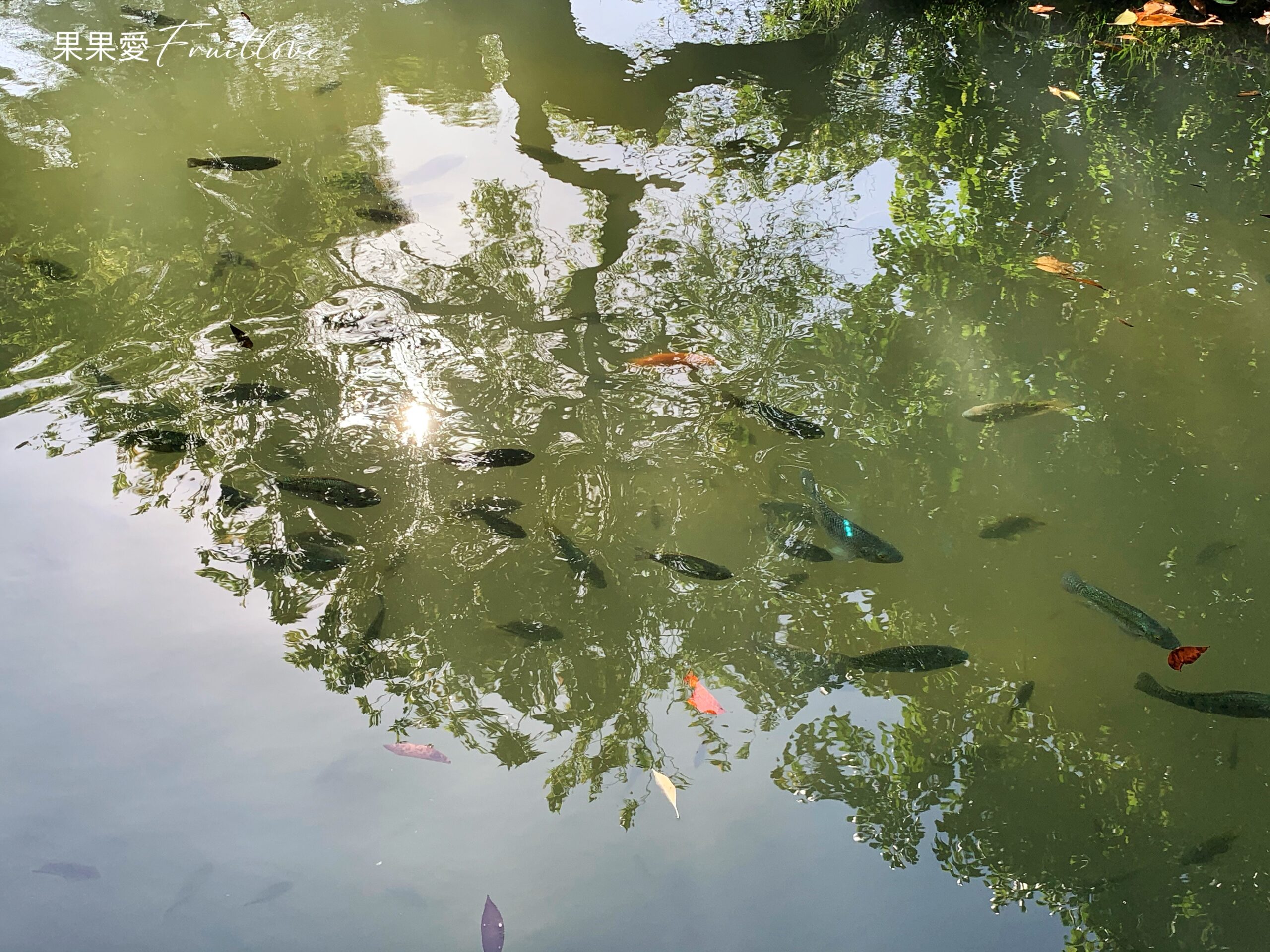 台中南區景點｜漫步在校園湖畔，感受學術氛圍 ，欣賞豐富自然生態 @果果愛Fruitlove