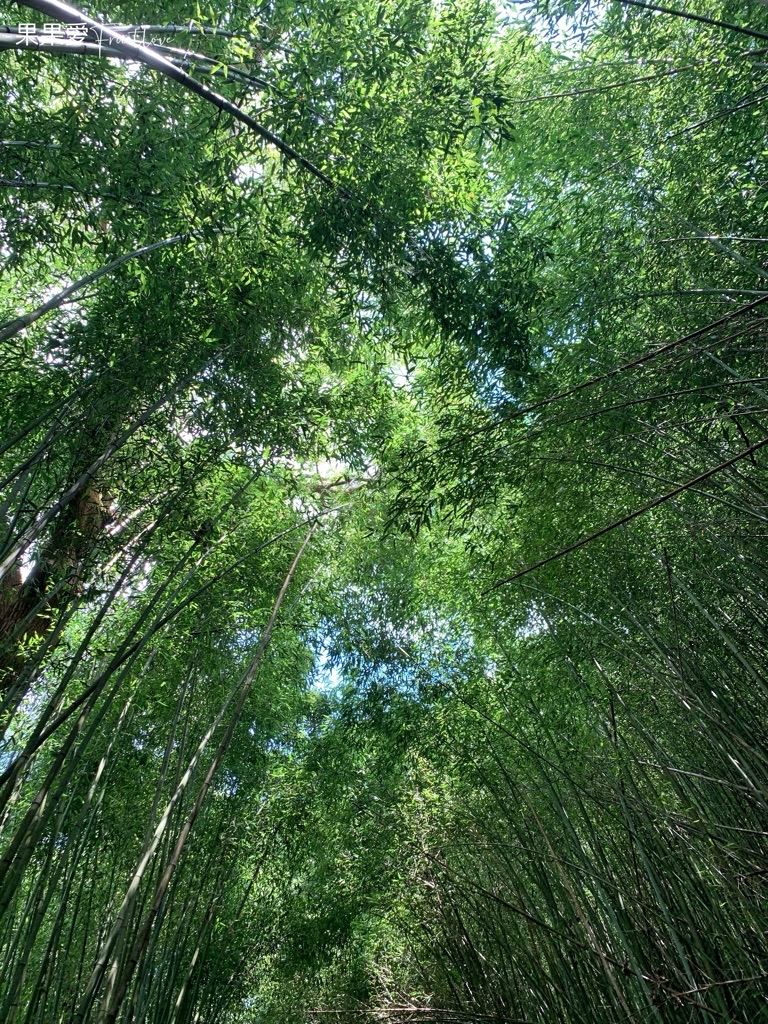 苗栗泰安景點-烏嘎彥竹林，媲美日本著名的京都嵐山美景，竹林秘境 @果果愛Fruitlove