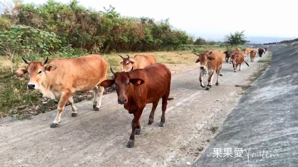 台中烏日貓羅溪畔牛群，夕陽餘暉時，在堤防上愜意看著牛群返家 @果果愛Fruitlove