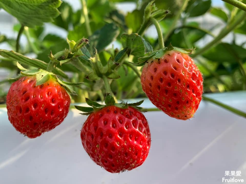 友田珍鄉有機草莓農場⟩友愛農地、無毒栽種，台中有機溫室高架草莓園，寵物友善採果農場 @果果愛Fruitlove