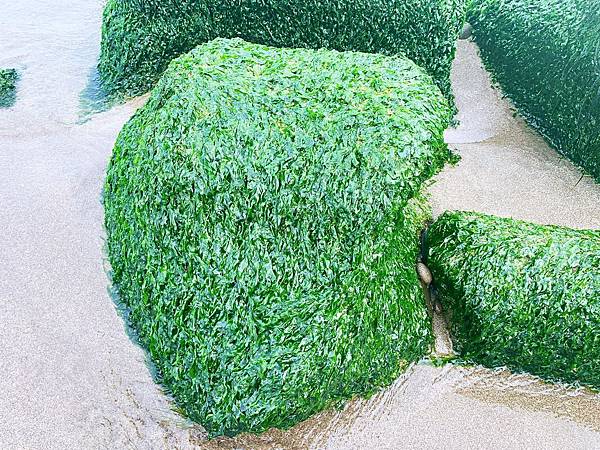 北海岸限定的抹茶綠地毯 ~老梅綠石槽 ~ 北海岸限定美景  寵物友善景點 推薦 @果果愛Fruitlove