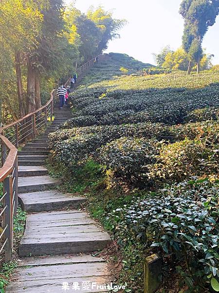 雲之南道步道⟩漫步在太平雲梯旁的茶園步道，享受茶香的自然芬芳  眺望太平聚落．以及嘉南美景-嘉義景點 @果果愛Fruitlove