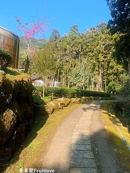 頂湖自然生態區 Dinghu Trail ⟩ 輕鬆健走不費力的步道-嘉義阿里山景點 @果果愛Fruitlove