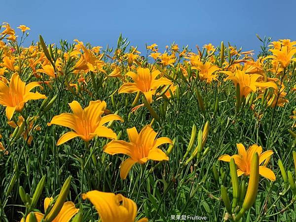 2022 彰化景點虎山巖金針花最新花況，一整片在陽光下綻放的金黃色花朵和綠葉，美麗的景緻，總能讓人有好心情 @果果愛Fruitlove
