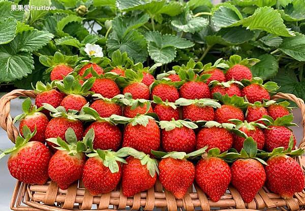 大湖草莓果園推薦－撲鼻而來的草莓香，總能讓人有幸福的感覺　這一次介紹三家我們自己很喜歡的給大家  挑選一家喜歡的，找一天出發採草莓吧　寵物友善 @果果愛Fruitlove
