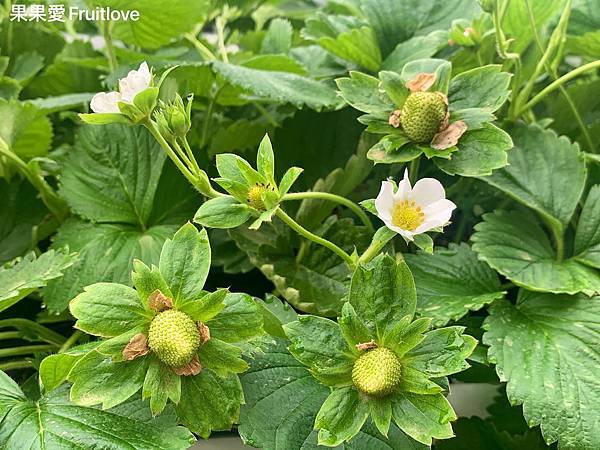 大湖草莓果園推薦－撲鼻而來的草莓香，總能讓人有幸福的感覺　這一次介紹三家我們自己很喜歡的給大家  挑選一家喜歡的，找一天出發採草莓吧　寵物友善 @果果愛Fruitlove