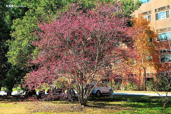 南投免費賞櫻景點  &#8211;  國立暨南國際大學　乘坐在櫻花樹下野餐, 吹著微風 ,望向寬闊延伸的草地與山景 　不僅僅是一間校園　更是一個讓人可以好好放鬆的美麗景點 @果果愛Fruitlove