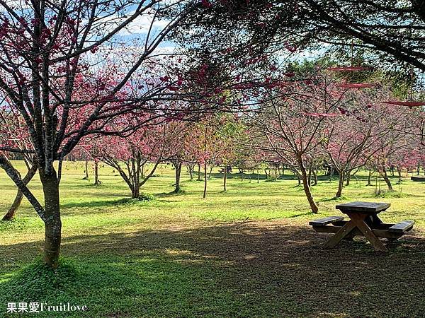 南投免費賞櫻景點  &#8211;  國立暨南國際大學　乘坐在櫻花樹下野餐, 吹著微風 ,望向寬闊延伸的草地與山景 　不僅僅是一間校園　更是一個讓人可以好好放鬆的美麗景點 @果果愛Fruitlove