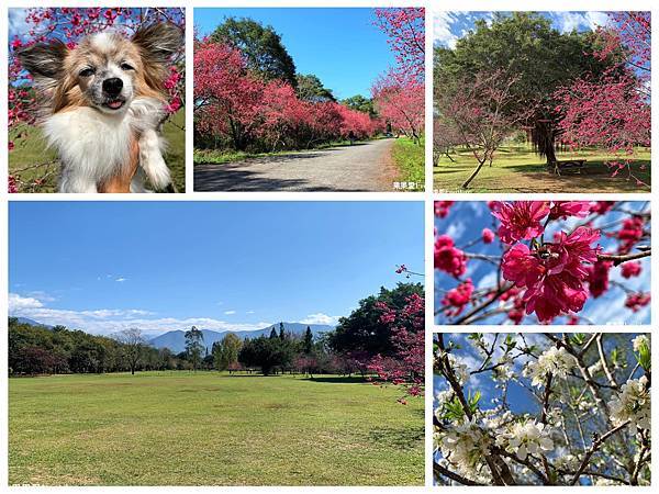 南投景點－親情公園樹下乘涼、野餐、玩耍,增進親子感情的好地方 @果果愛Fruitlove
