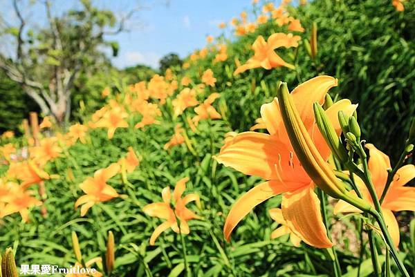 2022 彰化景點虎山巖金針花最新花況，一整片在陽光下綻放的金黃色花朵和綠葉，美麗的景緻，總能讓人有好心情 @果果愛Fruitlove